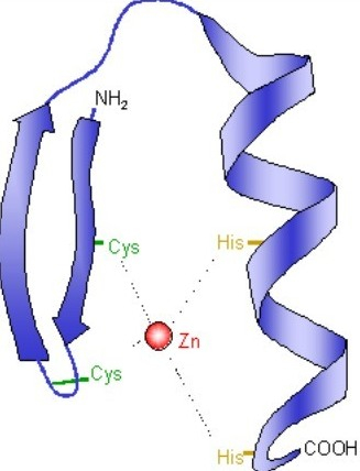 Schéma d’une structure en doigt de zinc