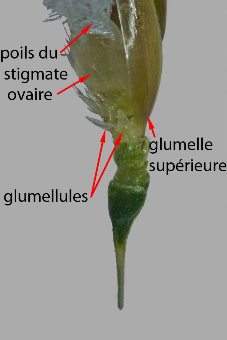 Les glumellules de l'épillet