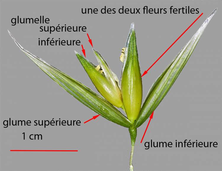 Morphologie de l'épillet d'Avena sativa
