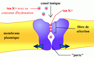 Représentation schématique du canal potassium KcsA