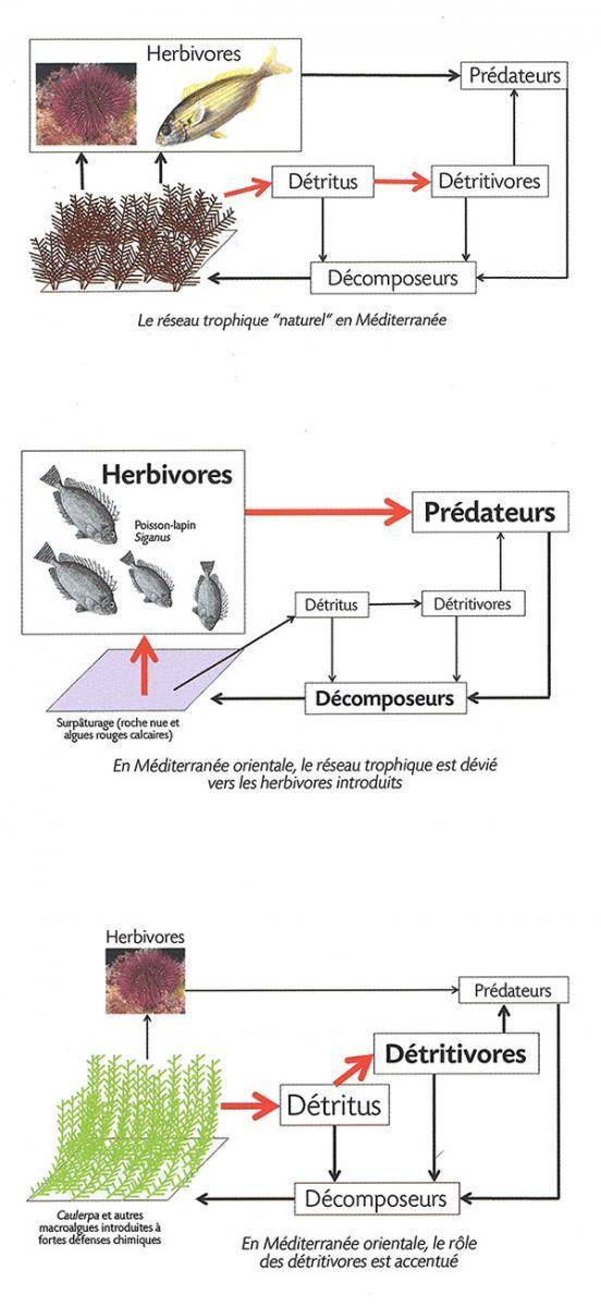 Conséquences sur le réseau trophique des espèces invasives en Méditerranée