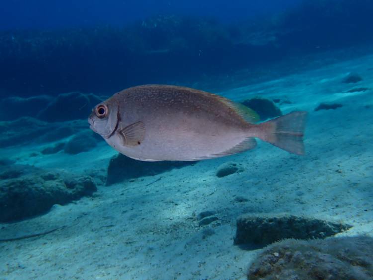 Siganus luridus poisson lapin à queue tronquée