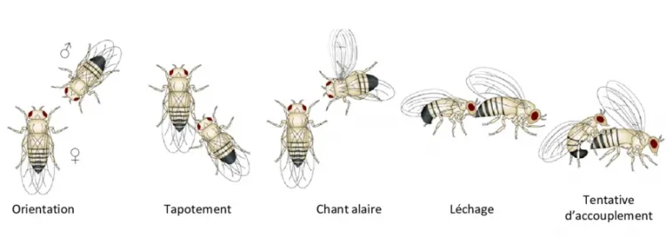 La parade sexuelle des drosophiles