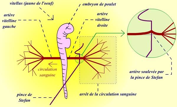 Principe de l'expérience