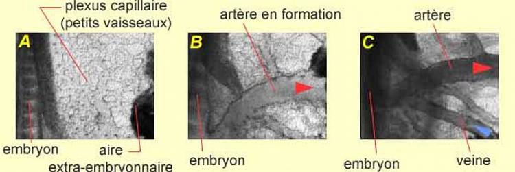 La fusion des petits vaisseaux du plexus capillaire, sous l’action du sang circulant, permet la formation d’une artère