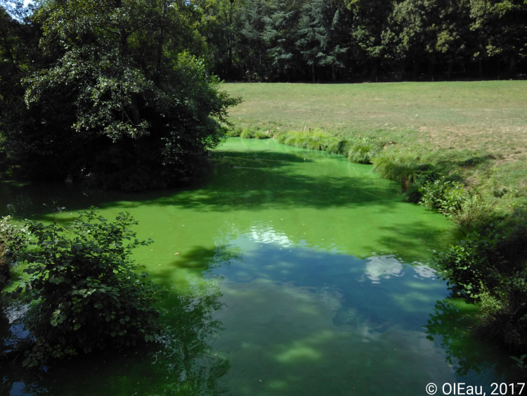 Prolifération algale dans un plan d'eau en Maine-et-Loire