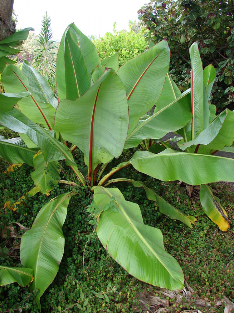 Le bananier Ensete ventricosum ou bananier d'Abyssinie