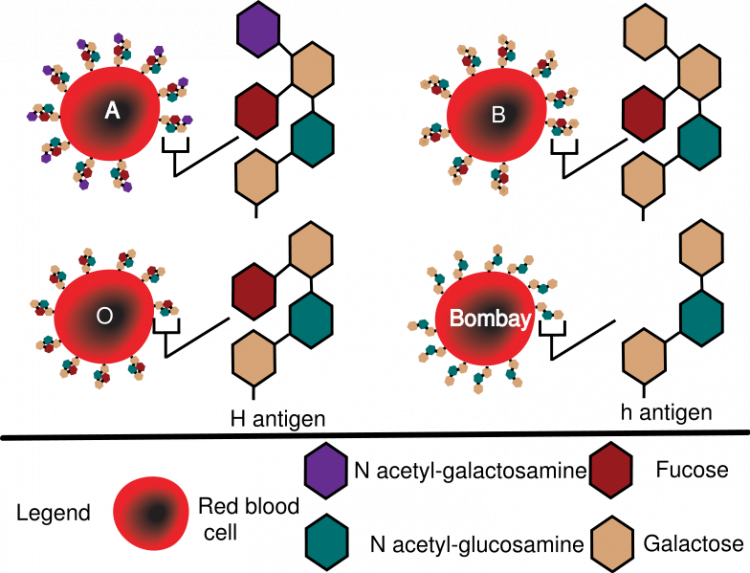 Schéma des marqueurs moléculaires des groupes sanguins ABO