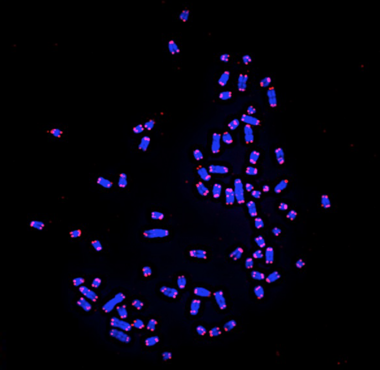 Caryotype du chien avec coloration FISH spécifique des télomères