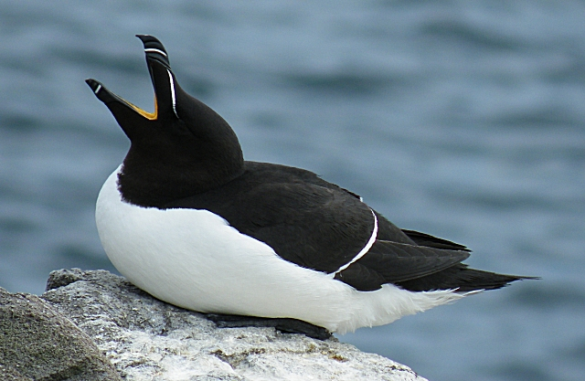 Le petit pingouin, ou pingouin torda, Alca torda