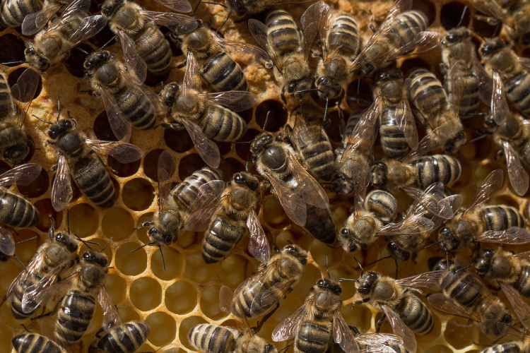 Des abeilles domestiques (Apis mellifera)