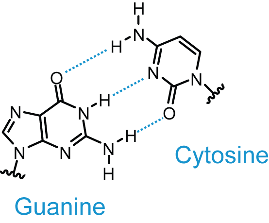 Liaisons hydrogènes entre les bases de l'ADN