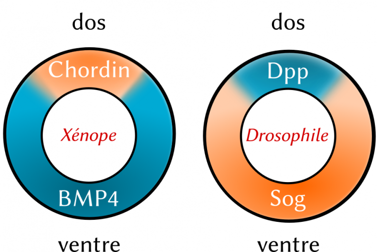 Expression des réseaux de morphogènes homologues Dpp-Sog et Chordin-BMP4 chez la drosophile et le xénope