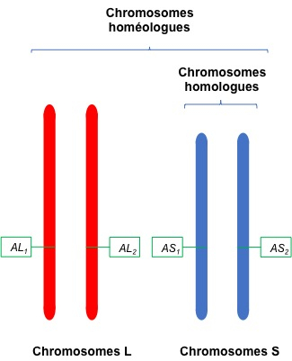 Chromosomes homologues et chromosomes homéologues