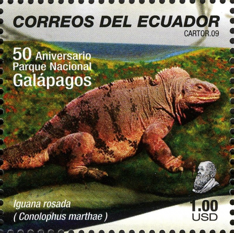 Conolophus marthae, iguane rose du volcan Wolf de l'ile Isabela, représenté sur un timbre d’Équateur