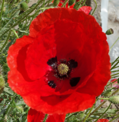 Fleur de coquelicot