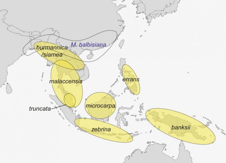 Distribution géographique de Musa balbisiana et des sous-espèces de Musa acuminata, les ancêtres sauvages des bananes cultivées