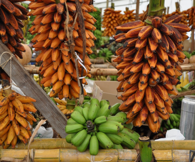 Un exemple de banane à cuire, les Fe'i de Tahiti