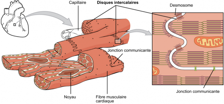 Schéma de l'organisation ultrastructurale du muscle cardiaque