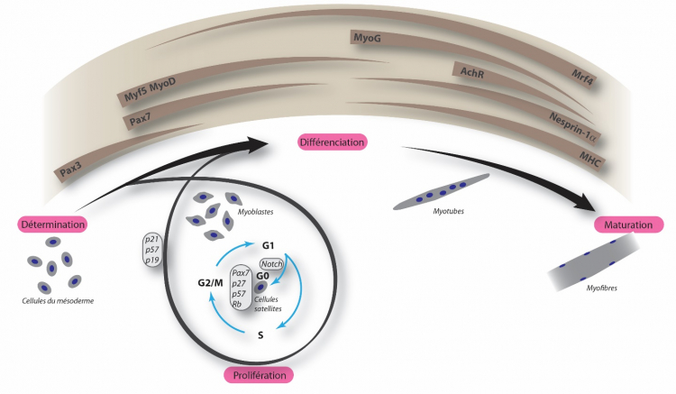 Évènements génétiques et cytologiques au cours de la formation des fibres musculaires