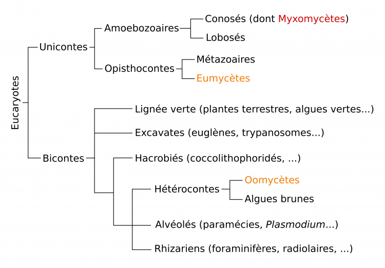 Arbre phylogénétique simplifié des Eucaryotes