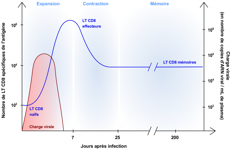 Cinétique de la réponse T CD8 suite à une infection virale