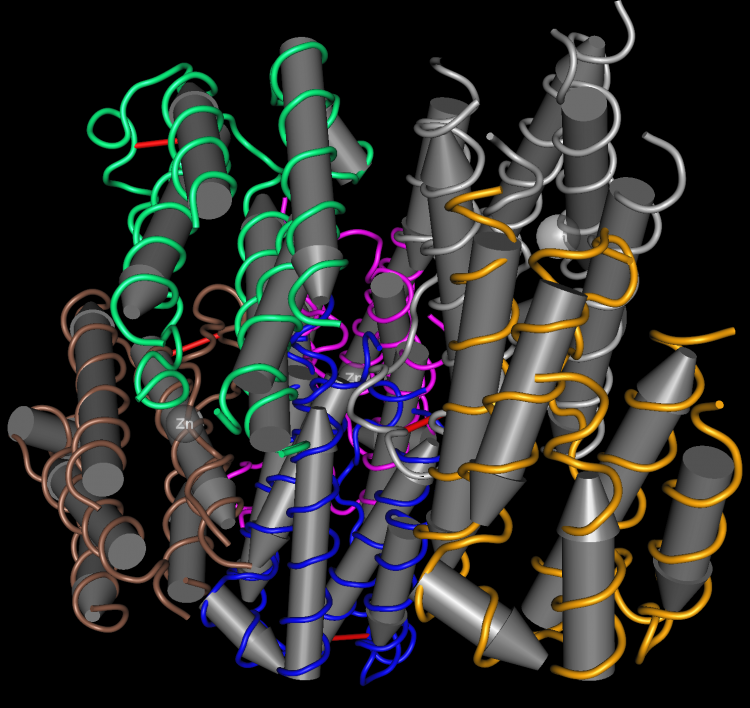 Structure d'un interféron α humain