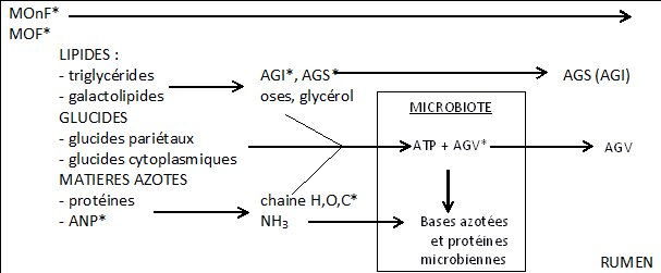 La digestion ruminale des aliments