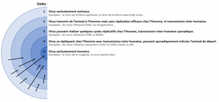 Les différents stades du passage d'un virus animal à un virus humain