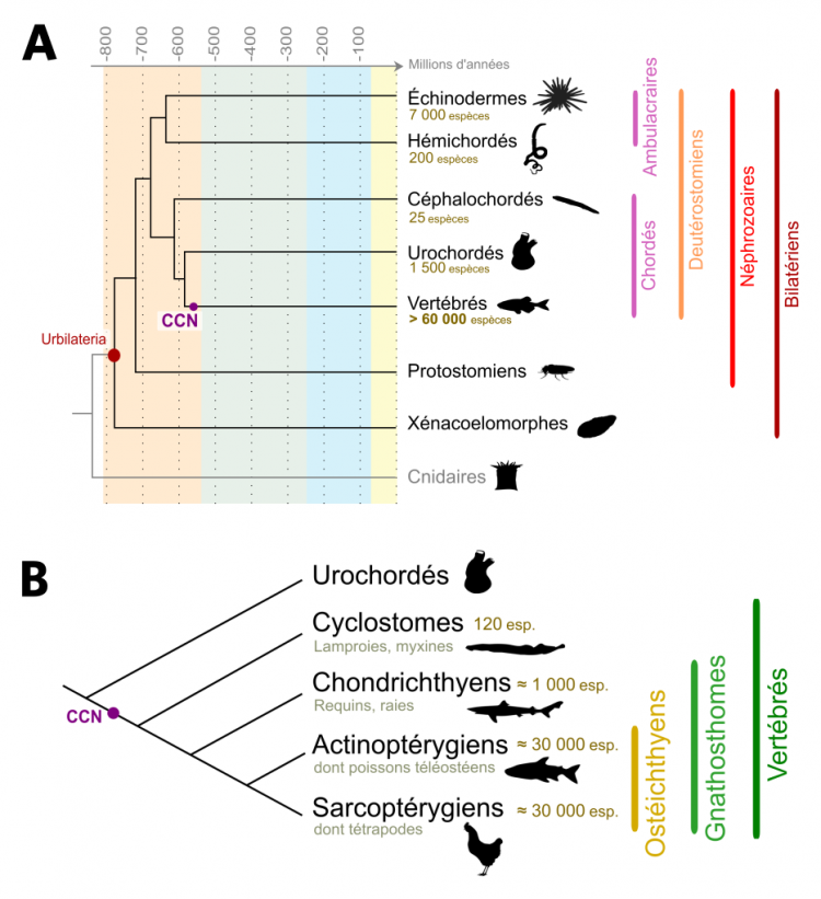 Phylogénies simplifiées des Bilatériens et des Vertébrés