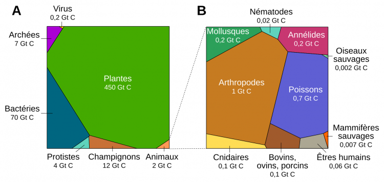 Répartition de la biomasse en fonction des groupes d'êtres vivants