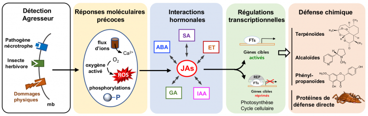 Représentation simplifiée des événements moléculaires déclenchés chez les plantes après perception d’agressions biotiques