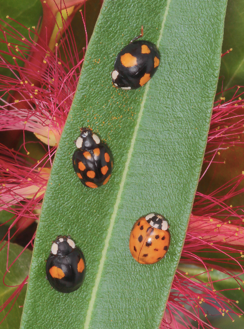 Exemples de motifs de colorations sur les ailes de coccinelles arlequin Harmonia axyridis