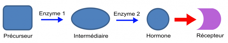 Modèle de voie de signalisation impliquant une hormone synthétisée en deux étapes