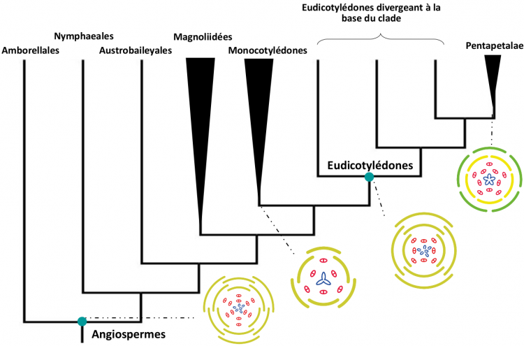 Reconstruction de la morphologie florale (diagrammes floraux) au niveau de différents nœuds de l’arbre des Angiospermes