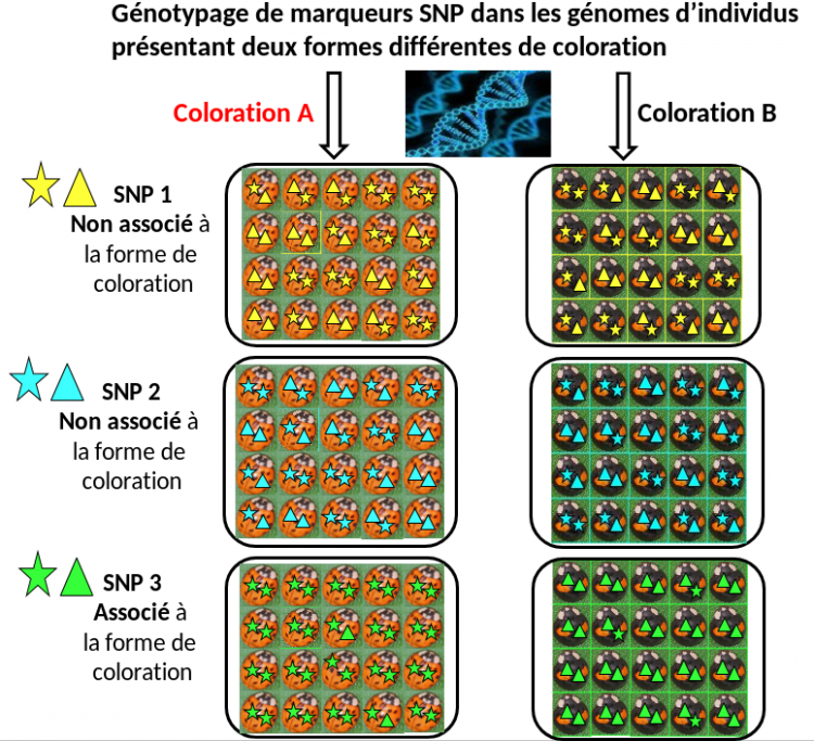 Recherche de marqueurs génomiques SNP associés à deux formes différentes de coloration au sein d’une population naturelle de la coccinelle arlequin