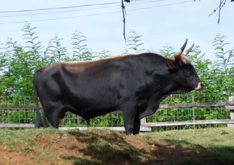 Auroch de Heck (reconstitué), parc animalier de Gramat, France