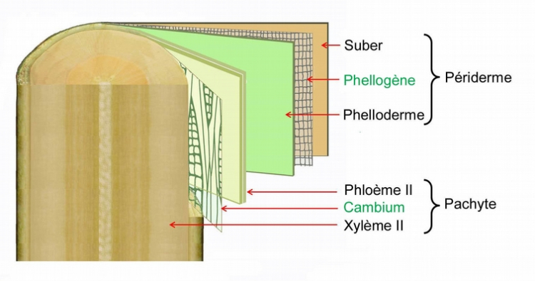 Coupe longitudinale développée d’une tige de deux ans (pommier)
