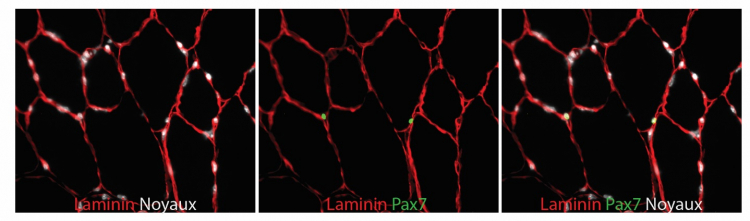 Coupe transversale de muscle marquée pour la laminine (rouge), Pax7 (vert) et les noyaux (blanc)