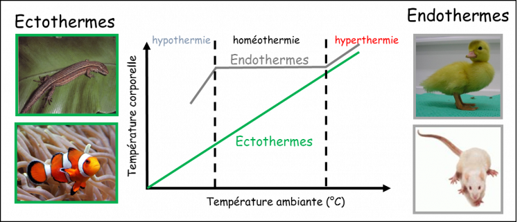 Ectothermes versus endothermes – deux réactions différentes face aux variations thermiques