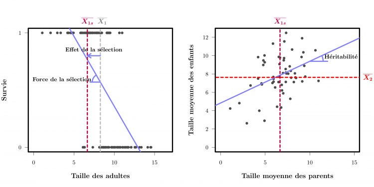 Estimation de la force de la sélection et de l’héritabilité d’un trait par régression linéaire