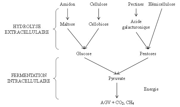 La dégradation et l’utilisation des glucides par les bactéries ruminales