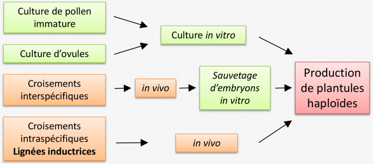 Schéma des différentes stratégies utilisées en sélection pour l’obtention de plantes haploïdes