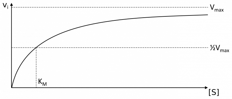 Vitesses initiales en fonction de la concentration en substrat