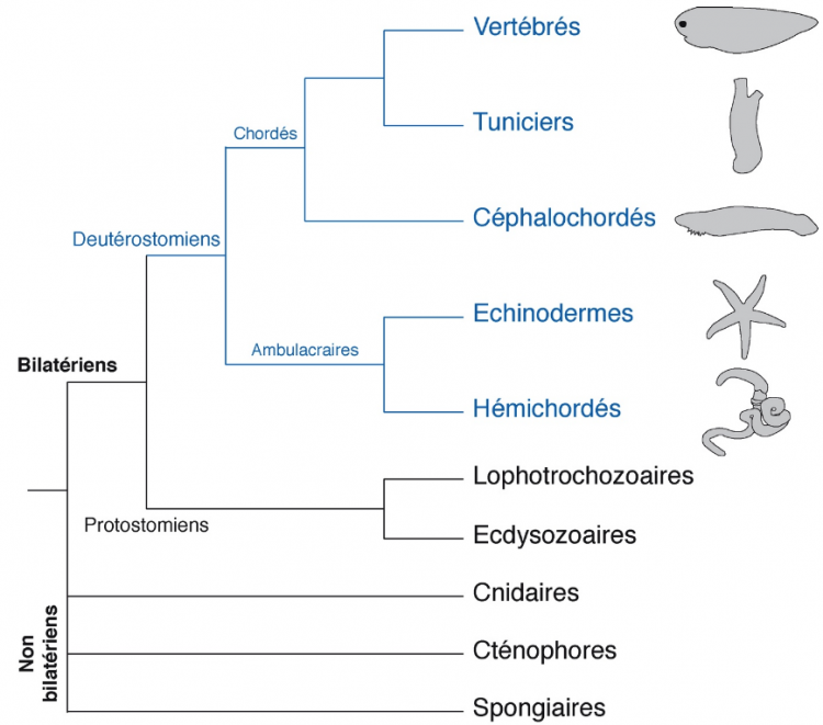 Arbre phylogénétique simplifié des Métazoaires