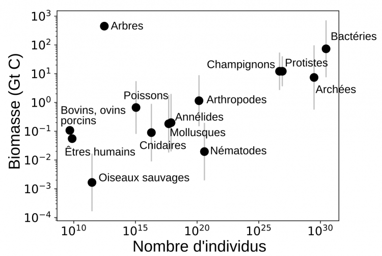 Biomasse en fonction du nombre d'individus