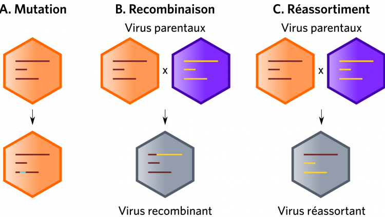 Mutation, recombinaison et réassortiment