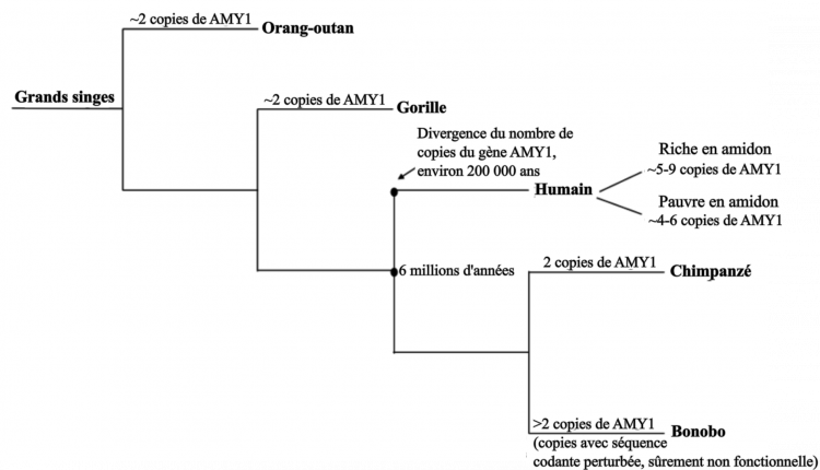 Nombre de copies du gène AMY1 chez les grands singes