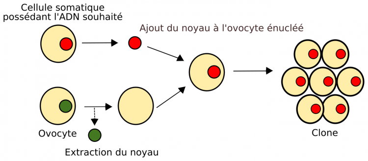 Principe du clonage