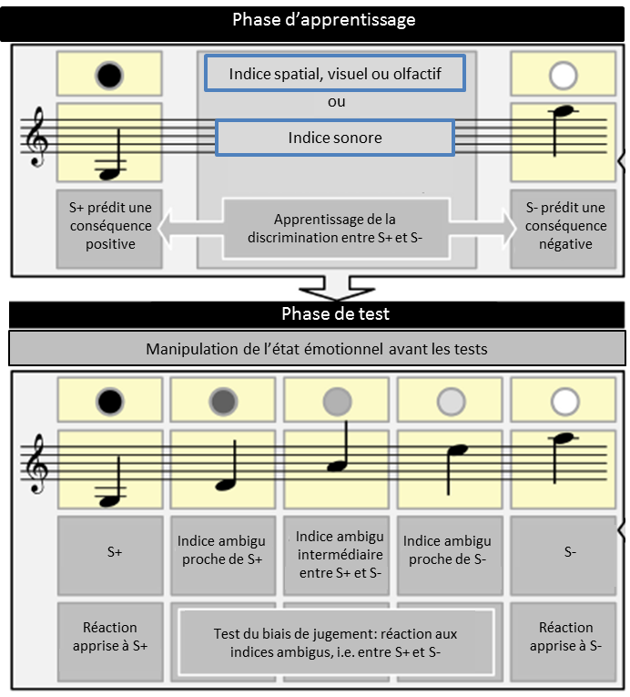 Représentation schématique des phases d’apprentissage et de test du biais de jugement utilisant des indices sonores, visuels, spatiaux ou olfactifs